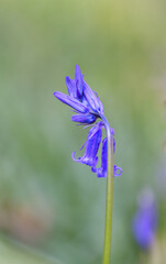 Close-up bluebell bud vertical, close-up of the bluebell upright, purple-blue flower bud in focus, bright background, blue-purple bud slowly opening, purple blue Hyacinthoides