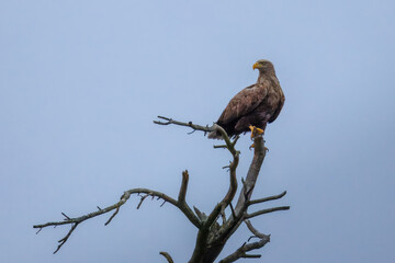 An adult White-tailed eagle sits on top of the tree without leaves and looks toward the camera lens on a cloudy spring day.