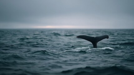Naklejka premium Majestic whale tail disappearing into deep blue ocean during sunset