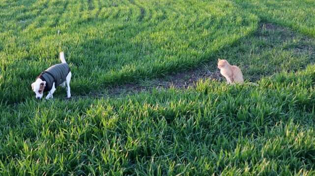 Jack Russell Terrier wearing green vest searching ground near sitting ginger cat in grassy field