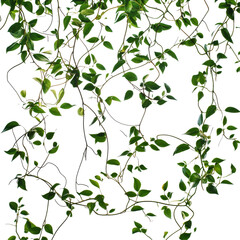 Obraz premium Messy jungle vines intricately cascading against a stark transparent background creating a striking visual contrast, Messy Jungle Vines on transparent background