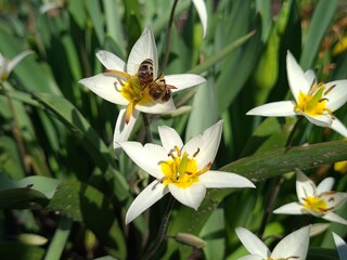 Vibrant Turkestan Tulips Blooming in the Garden
