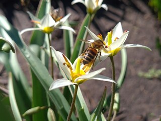 Vibrant Turkestan Tulips Blooming in the Garden
