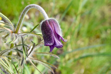 Fluffy purple flower Pulsatilla patens close-up. Side view.