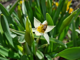 Vibrant Turkestan Tulips Blooming in the Garden
