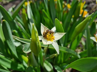 Vibrant Turkestan Tulips Blooming in the Garden

