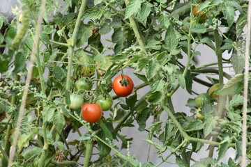 Ripe Tomatoes Growing in the Garden
