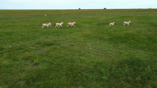 Aerial photography: Onagers (Equus hemionus) have added two small foals to their herd.