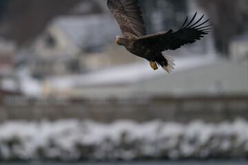 Steller's sea eagles and white-tailed eagles flying through the blue sky or over snowy landscapes