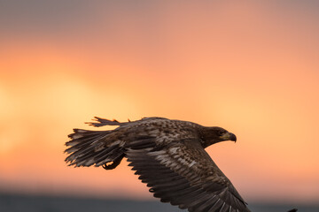 Steller's sea eagles and white-tailed eagles flying through the blue sky or over snowy landscapes