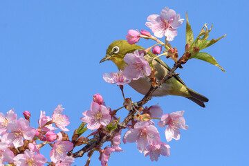 メジロと桜