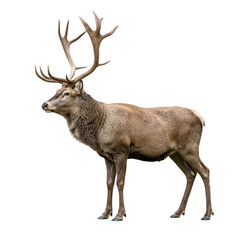 Fototapeta premium deer isolated on white background