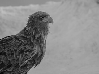 Steller's sea eagles and white-tailed eagles flying through the blue sky or over snowy landscapes