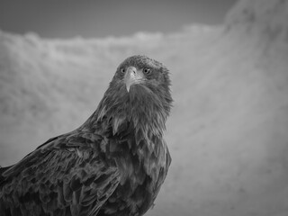 Steller's sea eagles and white-tailed eagles flying through the blue sky or over snowy landscapes