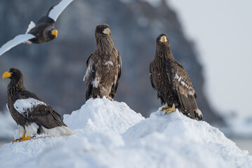 Steller's sea eagles and white-tailed eagles flying through the blue sky or over snowy landscapes