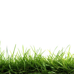 Fototapeta premium Lush hair grass border against a clean transparent background creating a fresh and vibrant atmosphere, Hair grass border on transparent background. Grass transparent background