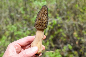 Morchella conica mushroom in hand against a natural background.