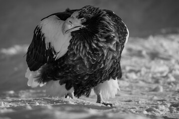 Steller's sea eagles and white-tailed eagles flying through the blue sky or over snowy landscapes