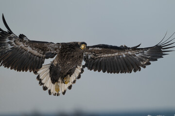 Steller's sea eagles and white-tailed eagles flying through the blue sky or over snowy landscapes