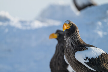 Steller's sea eagles and white-tailed eagles flying through the blue sky or over snowy landscapes