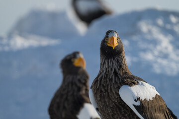 Steller's sea eagles and white-tailed eagles flying through the blue sky or over snowy landscapes