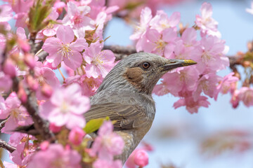 ヒヨドリと桜