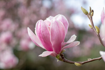 Obraz premium Cup-and-saucer shape flower of magnolia soulangeana on the blurred garden background. Tulip tree ornamental plant. Saucer magnolia flower closeup.