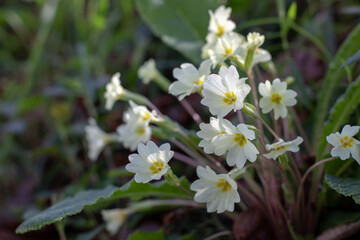 Primula vulgaris white flowers in the shadow woodland forest. Common primrose flowers.