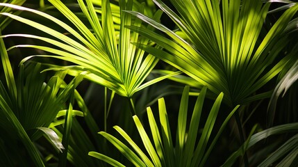 Vibrant Tropical Palm Leaves
