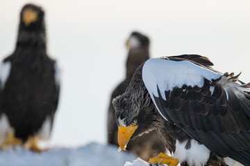 Steller's sea eagles and white-tailed eagles flying through the blue sky or over snowy landscapes