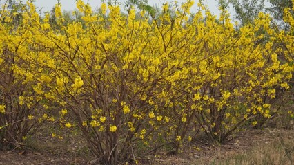 Fototapeta premium This image features a vibrant yellow flowering bush with lush foliage. The blooms are bright and full, suggesting it could be the beginning of spring.