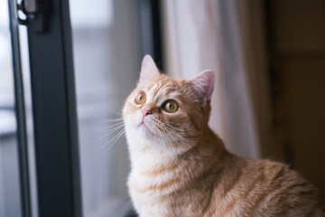 天使のような猫