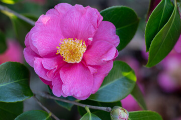 Camellia flower in the garden. Camellia japonica flowering plant. Beautiful pink flower and green...