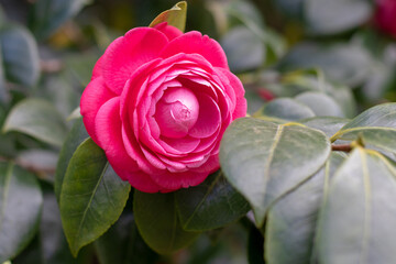 Beautiful pink rose-like flower. Camellia flower and leaves. Camellia japonica flowering plant.