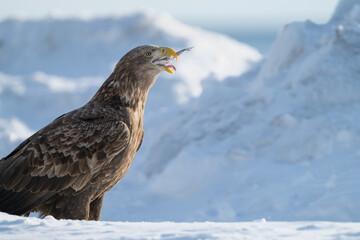 Steller's sea eagles and white-tailed eagles flying through the blue sky or over snowy landscapes
