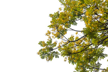 branch of a tree with yellow flower isolated on white