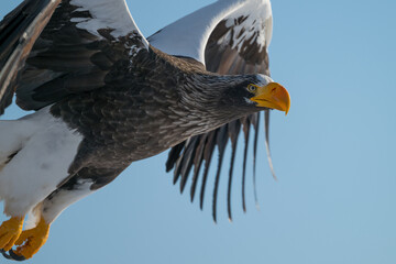 Steller's sea eagles and white-tailed eagles flying through the blue sky or over snowy landscapes