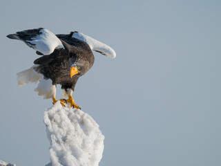 Steller's sea eagles and white-tailed eagles flying through the blue sky or over snowy landscapes