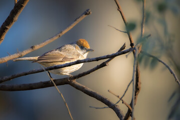 Eurasian Blackcap in the morning light