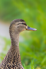 mallard duck in a pond in the morning light