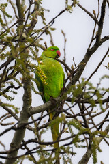 Rose-ringed Parakeet perched on a branch in the morning light