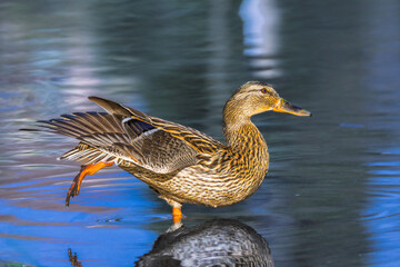 mallard duck in a pond in the morning light