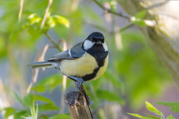 Obraz premium Great Tit perched on a branch in the morning light