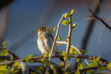 Eurasian Blackcap in the morning light