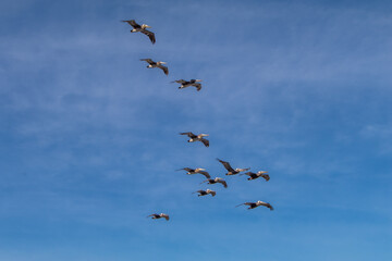 Flock of brown pelicans flying against a clear blue daytime sky