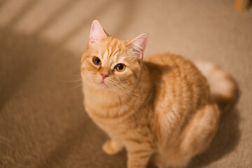 天使のような猫