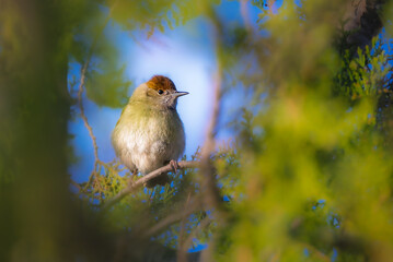 Eurasian Blackcap in the morning light
