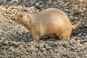 Gopher stands on gravel, close-up, standing on all fours