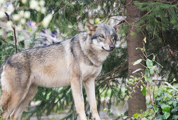 悠然と立つオオカミ