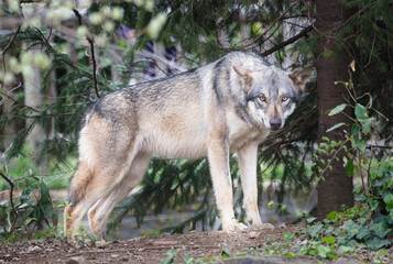 こちらを見るオオカミ